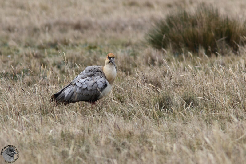 Black-faced Ibisadult, identification