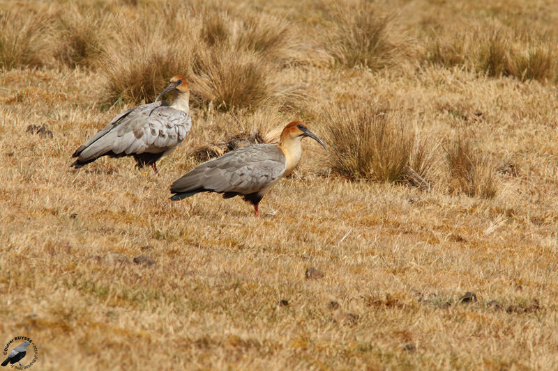 Black-faced Ibisadult, identification