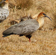 Black-faced Ibis