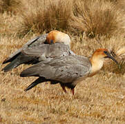 Black-faced Ibis