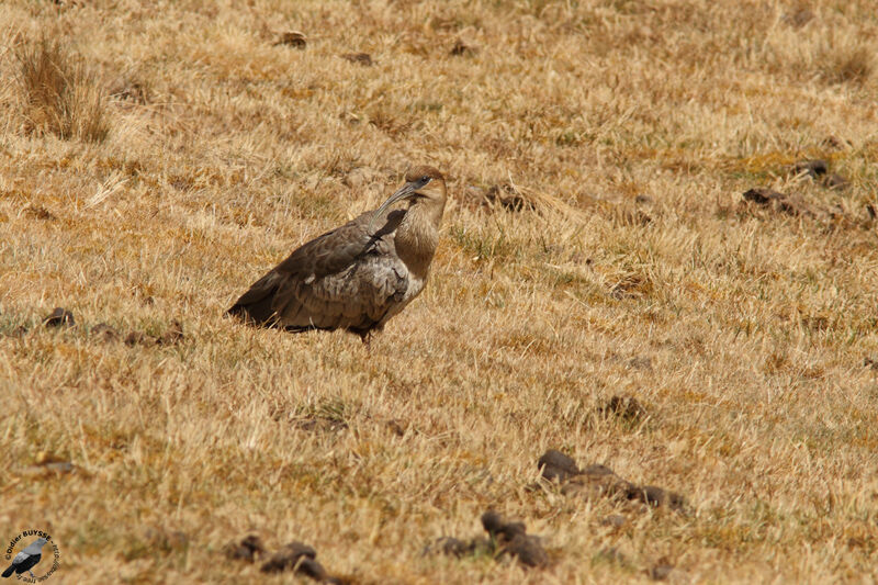 Black-faced Ibisimmature, identification