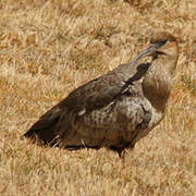 Black-faced Ibis