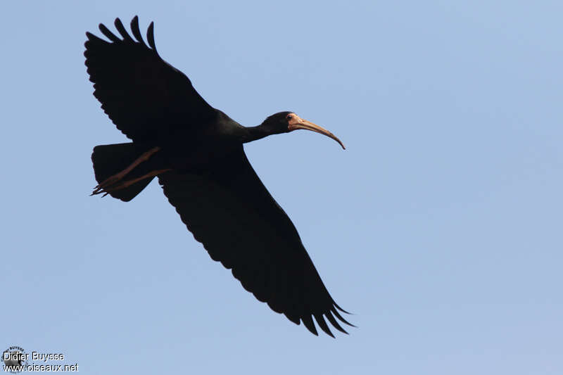 Ibis à face nueadulte, Vol