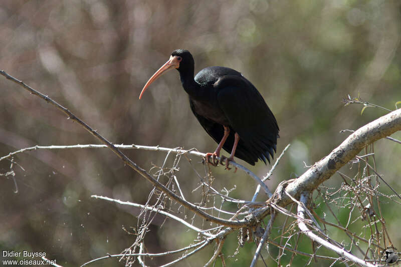 Ibis à face nueadulte, pigmentation, Comportement