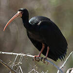 Ibis à face nue