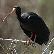 Ibis à face nue