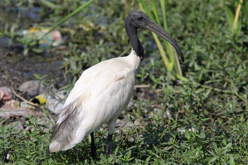 Black-headed Ibisadult, identification