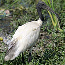 Ibis à tête noire