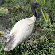 Ibis à tête noire