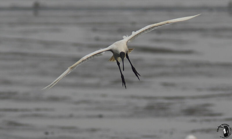 Ibis à tête noireadulte, Vol