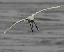 Ibis à tête noire