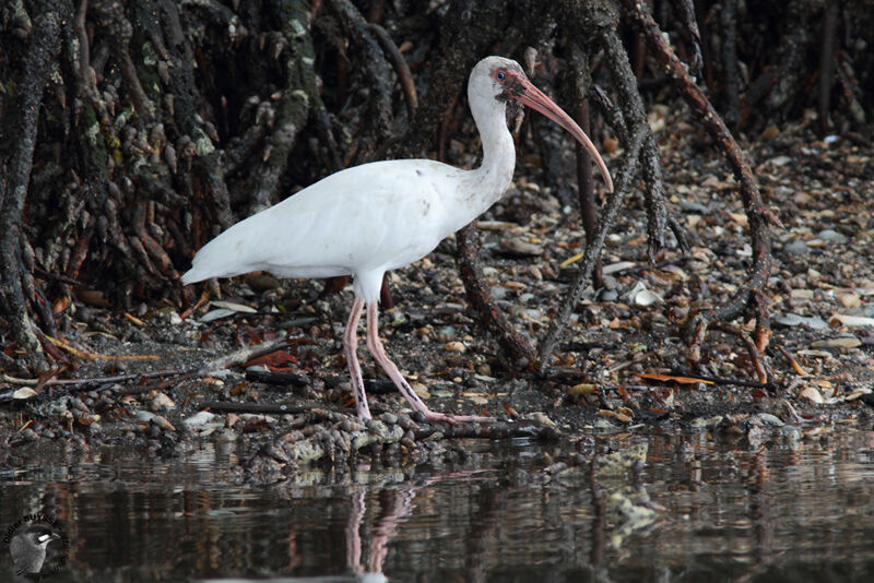 American White Ibis, identification