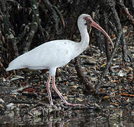 American White Ibis