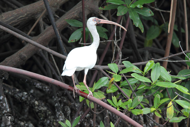 Ibis blanc, identification, Comportement