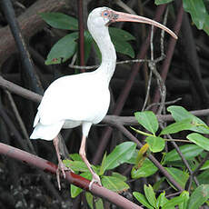 Ibis blanc