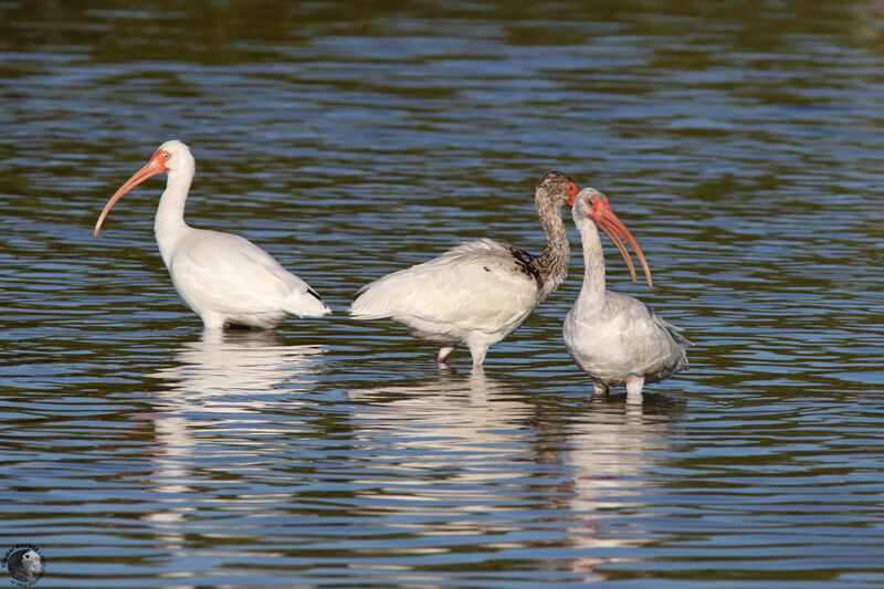 Ibis blanc