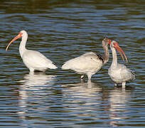 American White Ibis