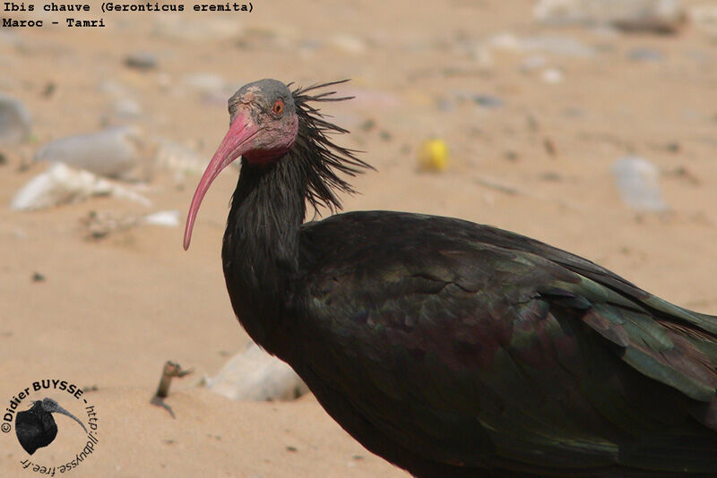 Northern Bald Ibisadult breeding