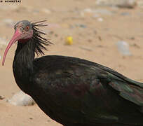 Northern Bald Ibis