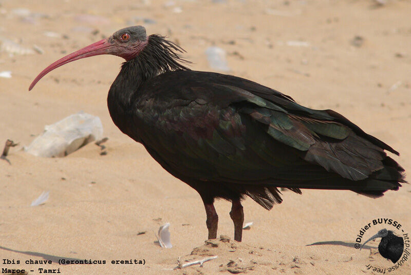 Ibis chauveadulte nuptial