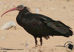 Northern Bald Ibis