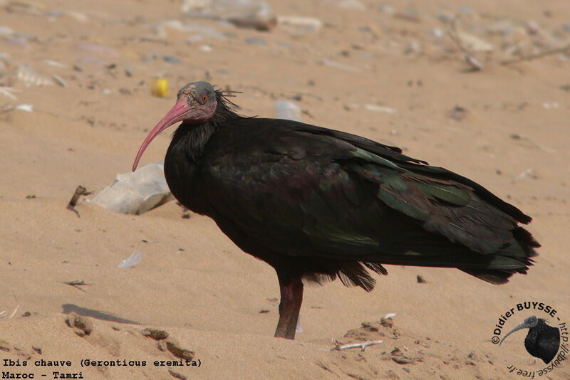 Ibis chauveadulte nuptial