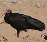 Northern Bald Ibis