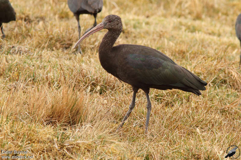 Puna Ibis, identification