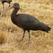 Ibis de Ridgway