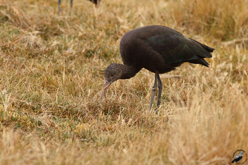 Ibis de Ridgway, identification, régime, Comportement