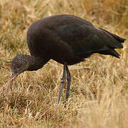 Puna Ibis