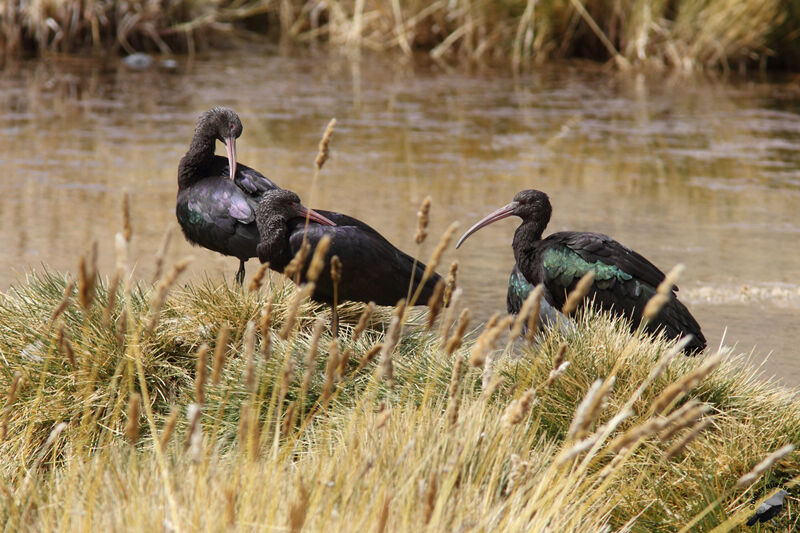 Ibis de Ridgwayadulte, identification