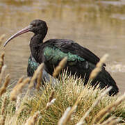 Puna Ibis