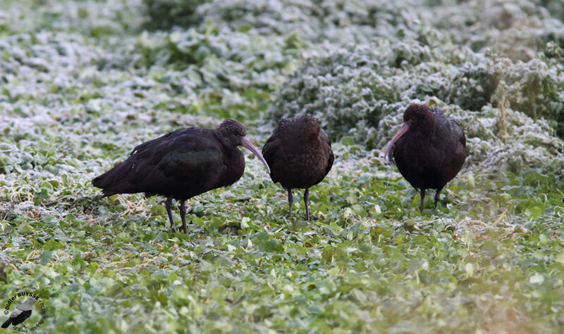 Ibis de Ridgway, identification