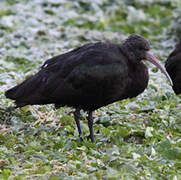 Puna Ibis