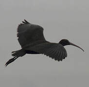 Puna Ibis