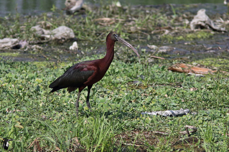 Glossy Ibisadult, identification