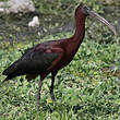 Ibis falcinelle