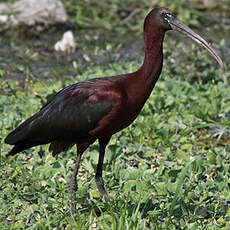 Ibis falcinelle