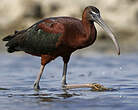 Ibis falcinelle