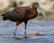 Ibis falcinelle