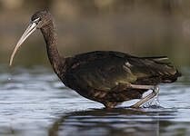Ibis falcinelle