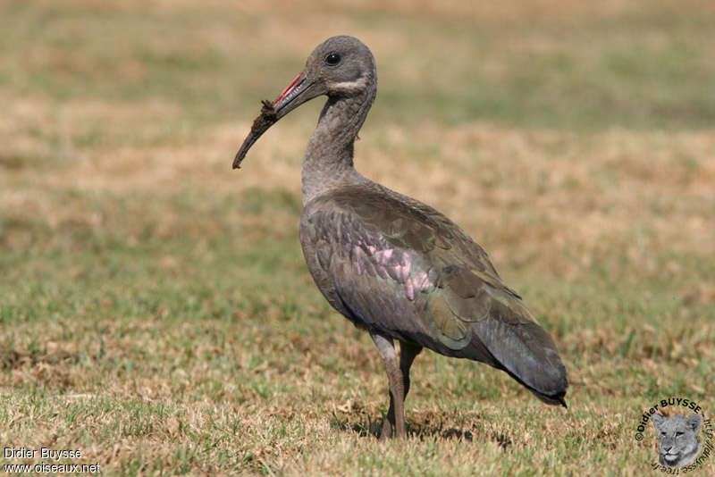 Ibis hagedashadulte, pêche/chasse