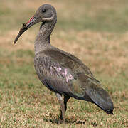 Hadada Ibis