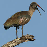 Hadada Ibis