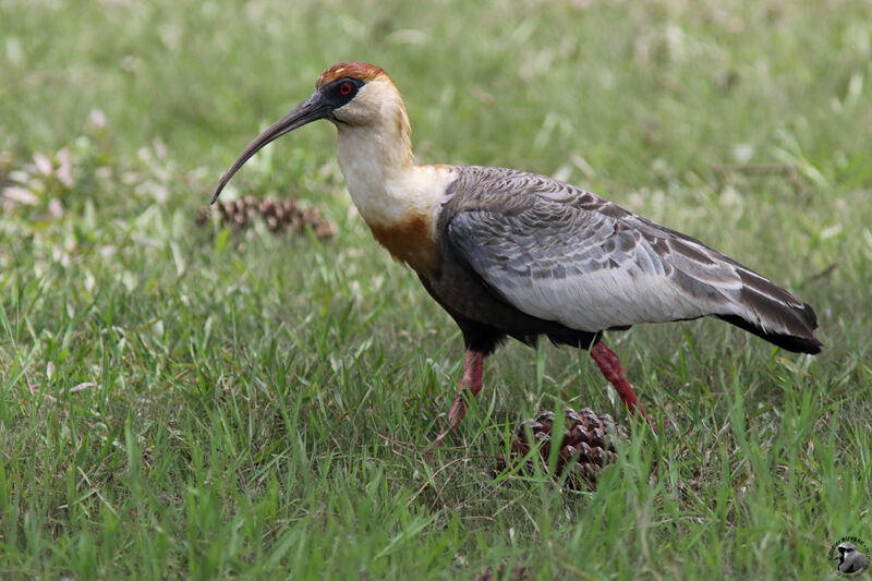 Buff-necked Ibisadult, identification, walking