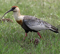 Buff-necked Ibis