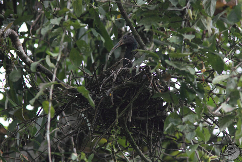 Green IbisFirst year, identification, Reproduction-nesting