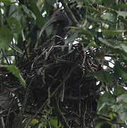 Green Ibis