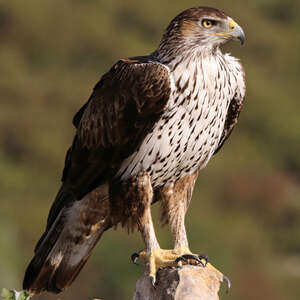 Aigle de Bonelli